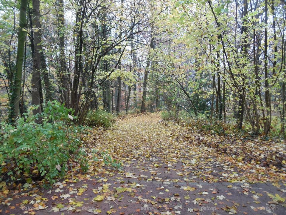 Parc de Mariemont, la Louvière