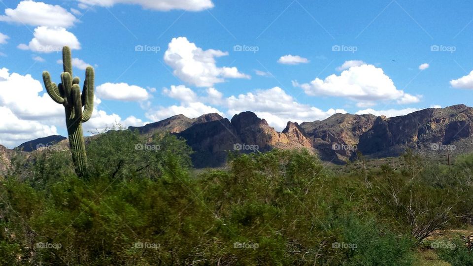 Desert Landscape