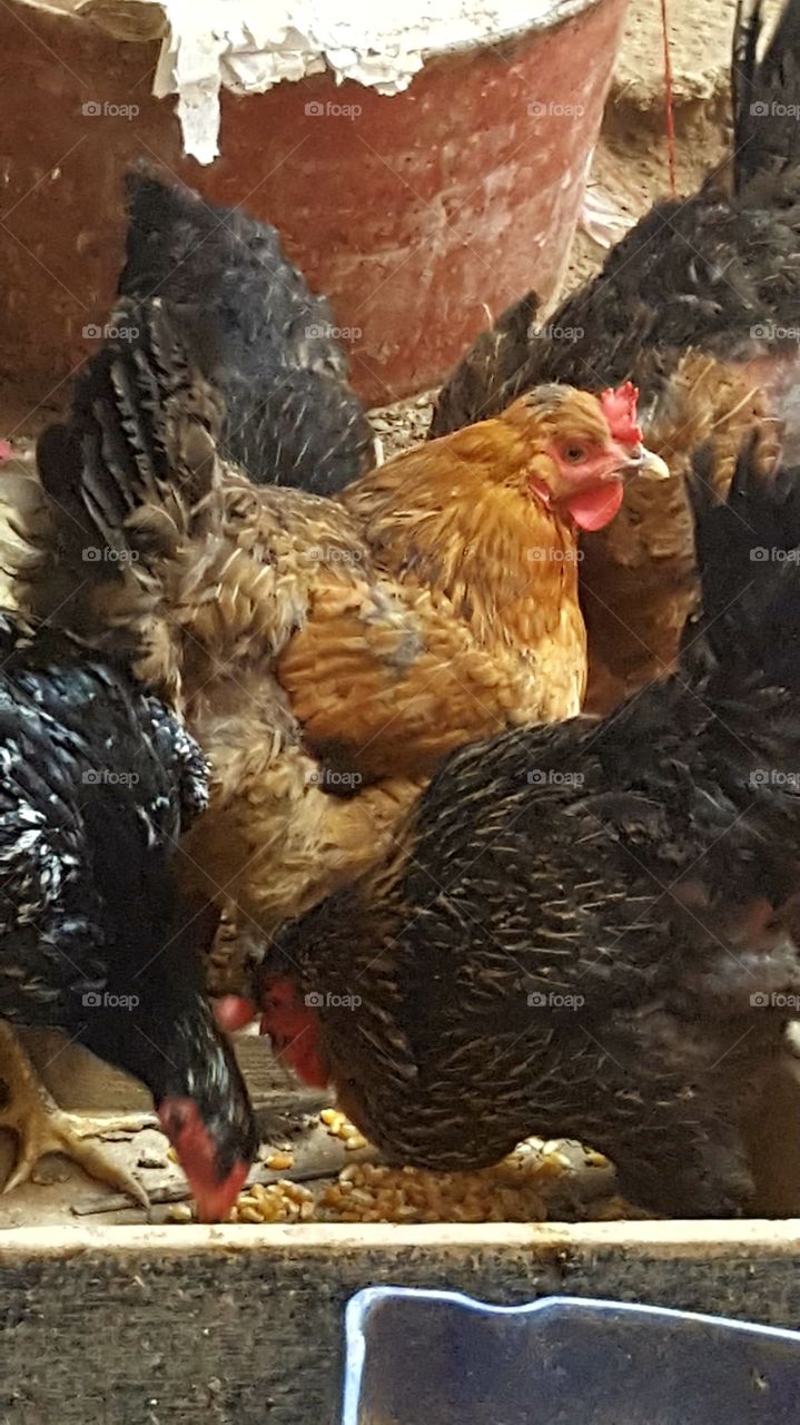 Hens