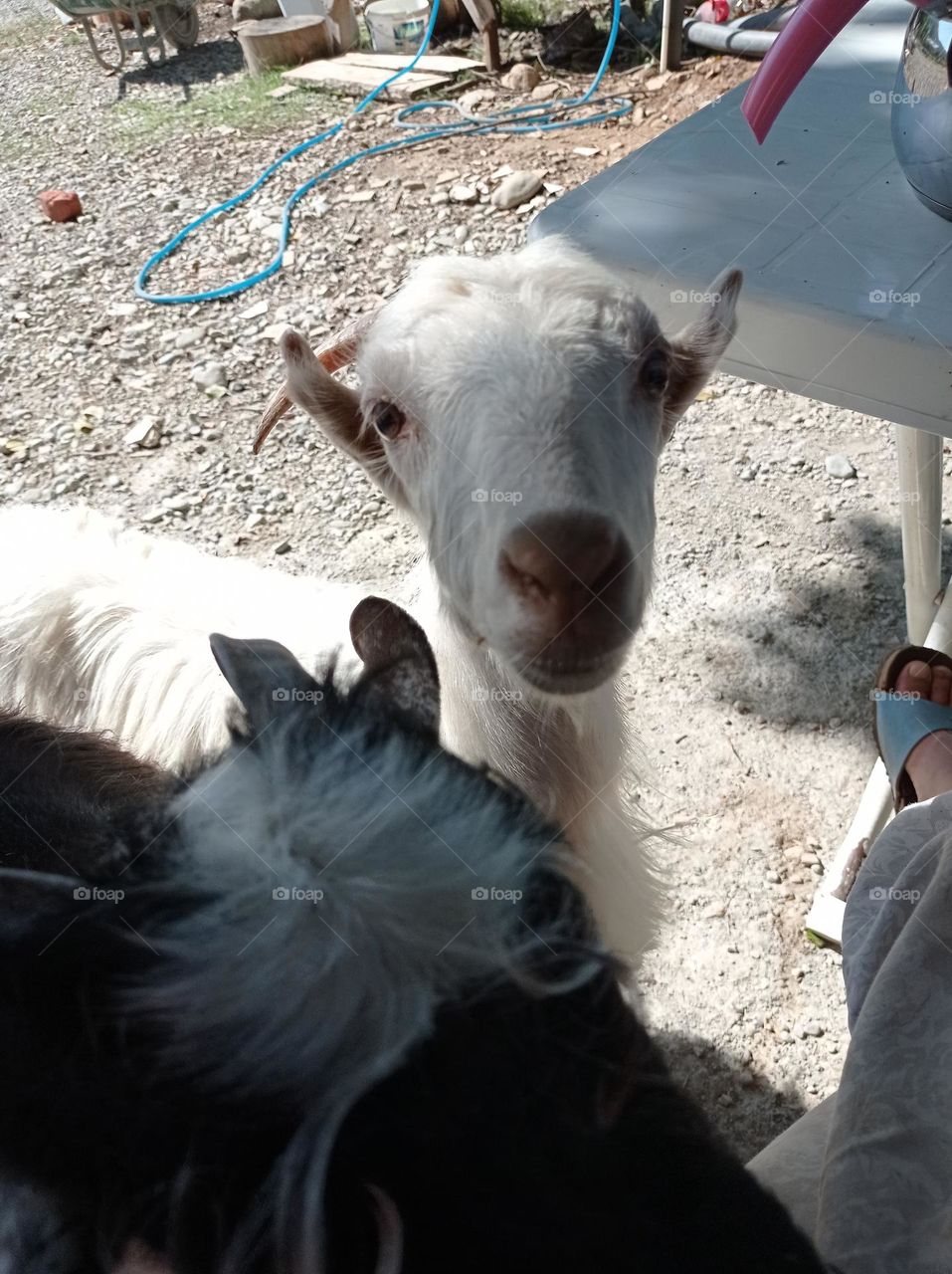 minigoat