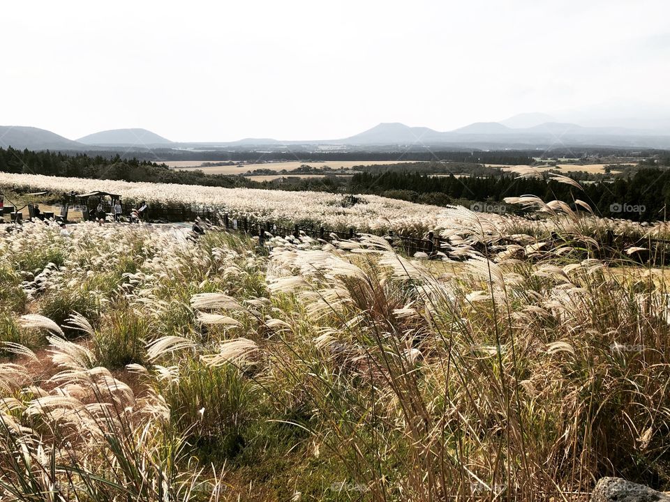 A field of pampas grass swaying in the autumn wind. 
