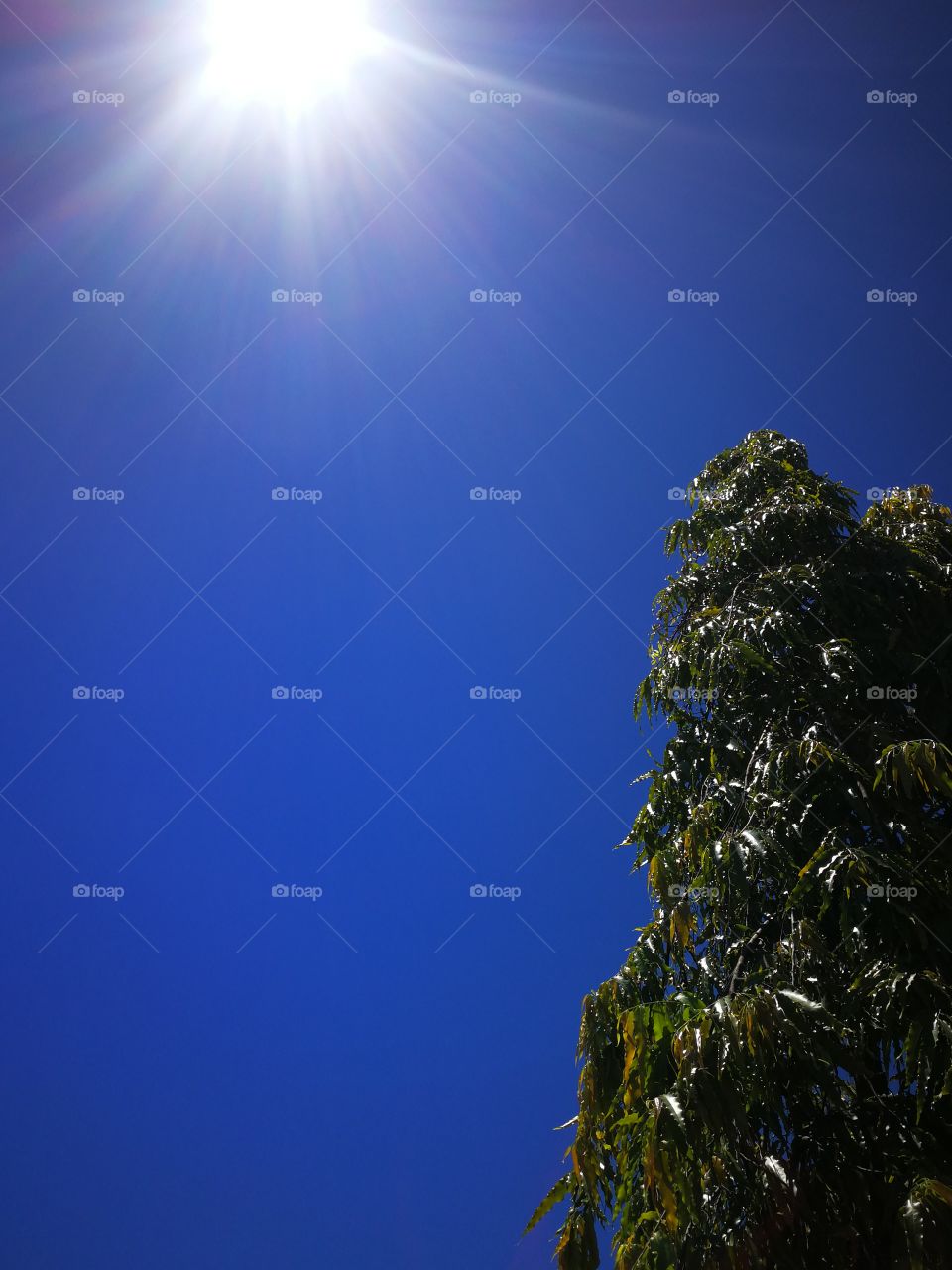 A view from below showing a tree, a sun and a clear blue sky