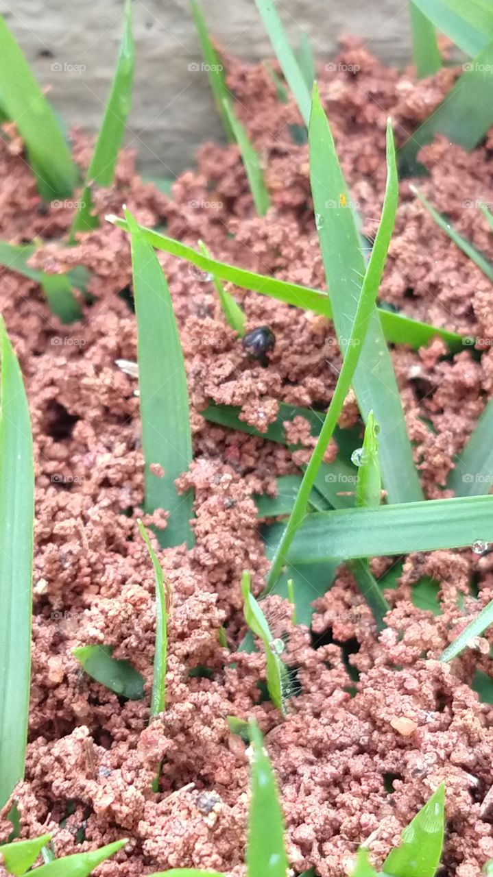 Ninho de Formigas, Perfeito.