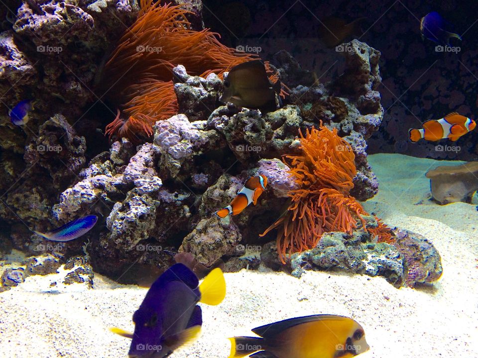 Nemo and Dory