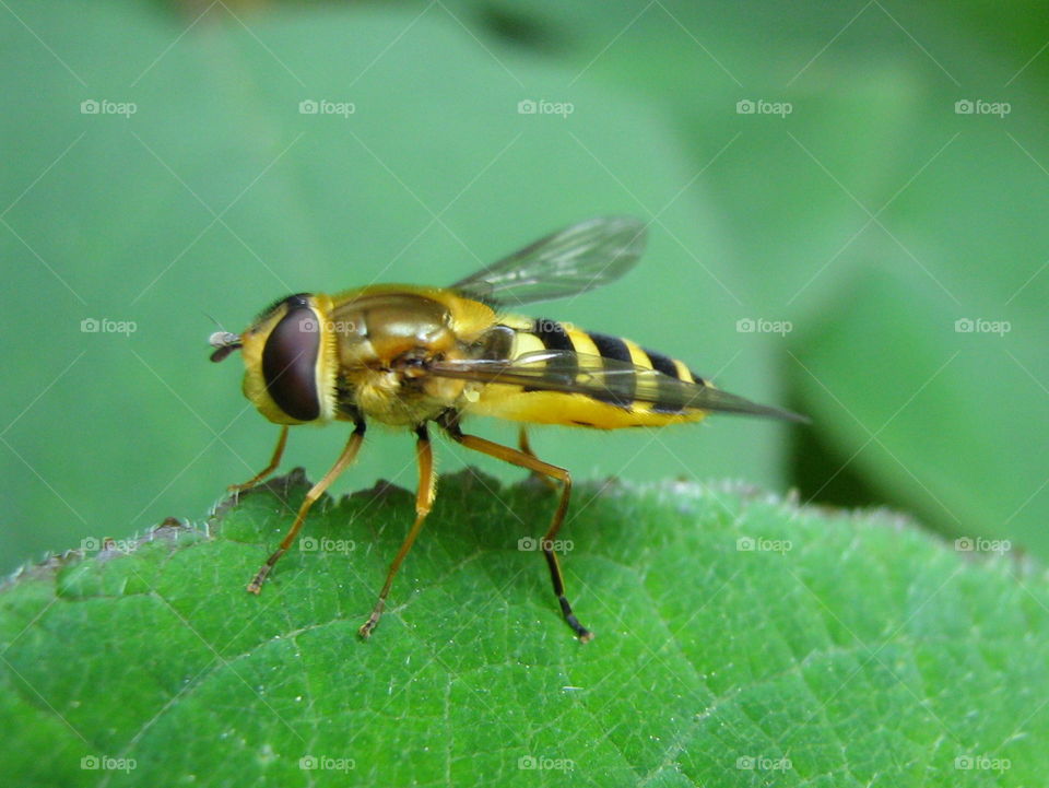 I ain't no wasp. Hovering craftsmanship 