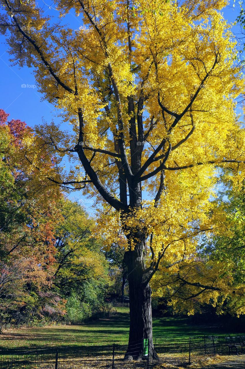 Sunny yellow fall color trees brightens the landscape. 