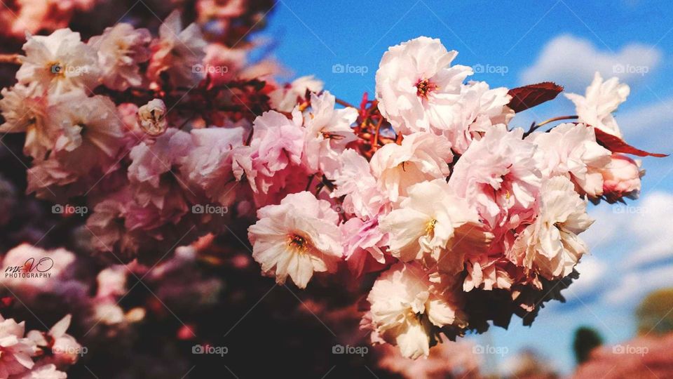 cherry blossom in Washington state