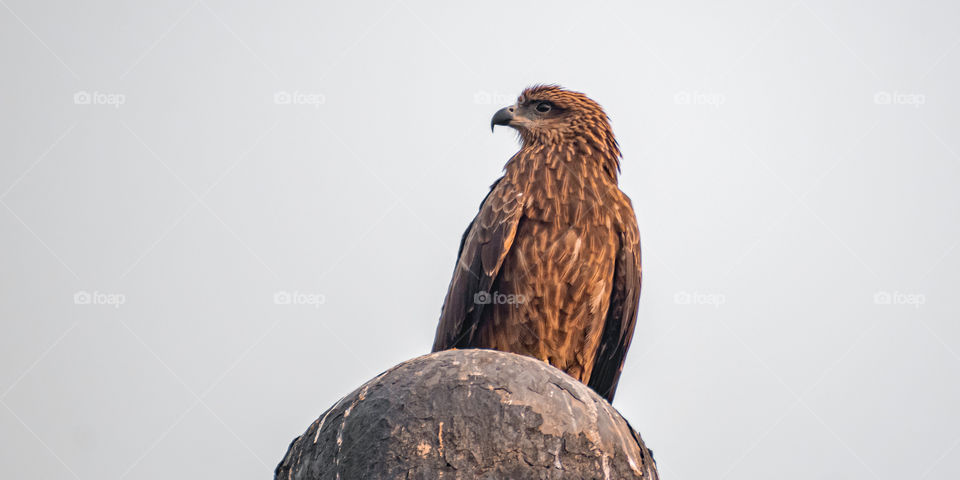 Black Kite