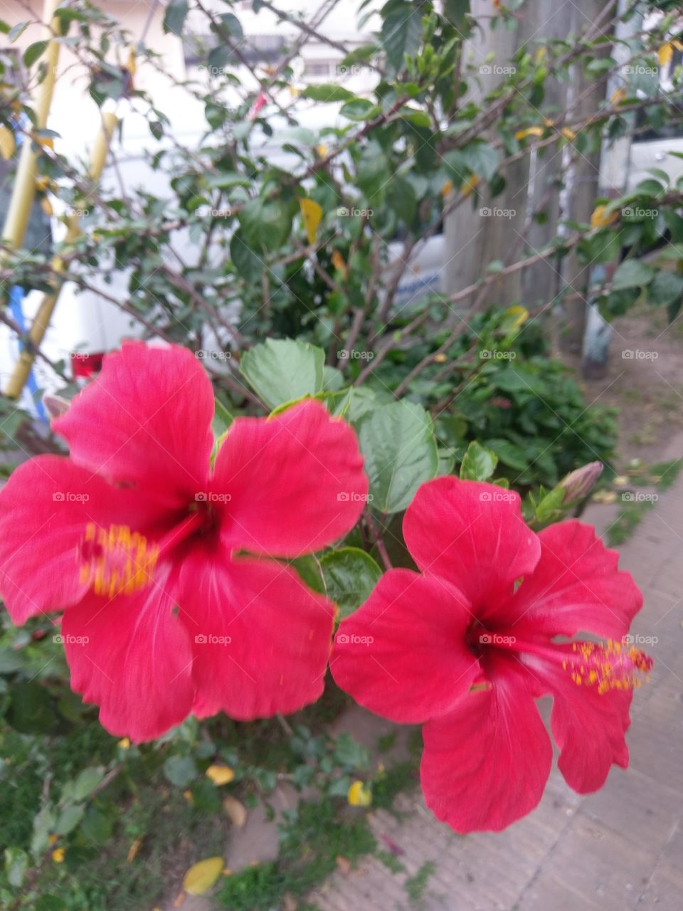 2 Red Spring Flowers.