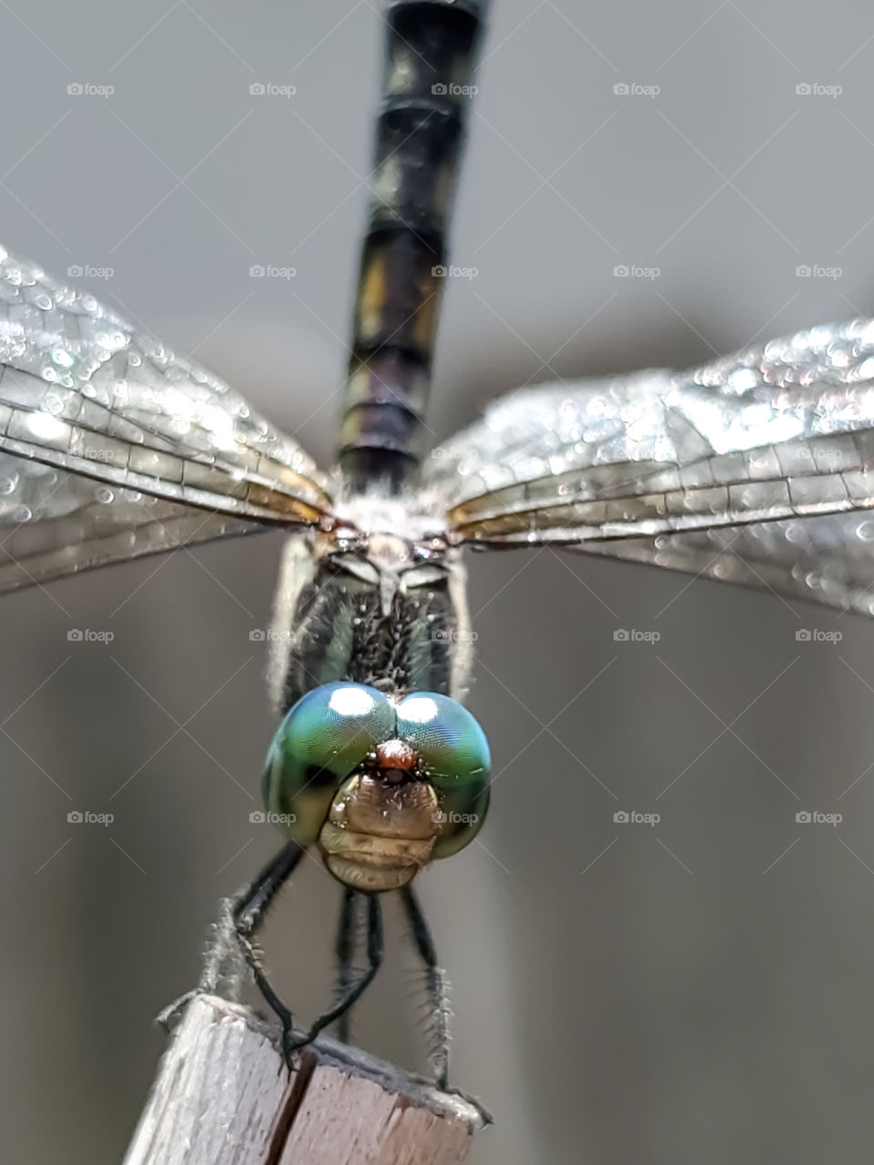 Closeup of a small turquoise  dragonfly