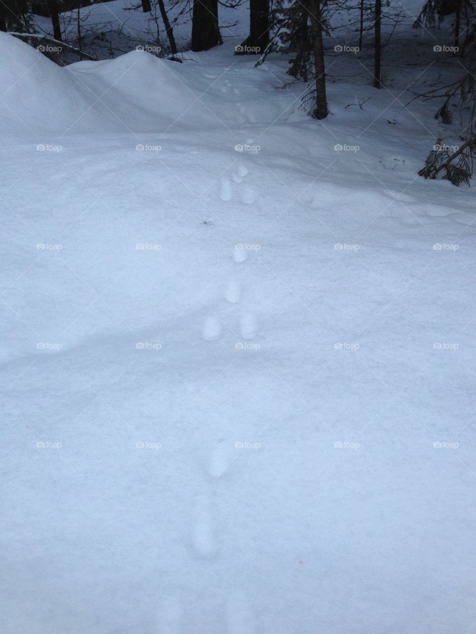 Winter Bunny Tracks