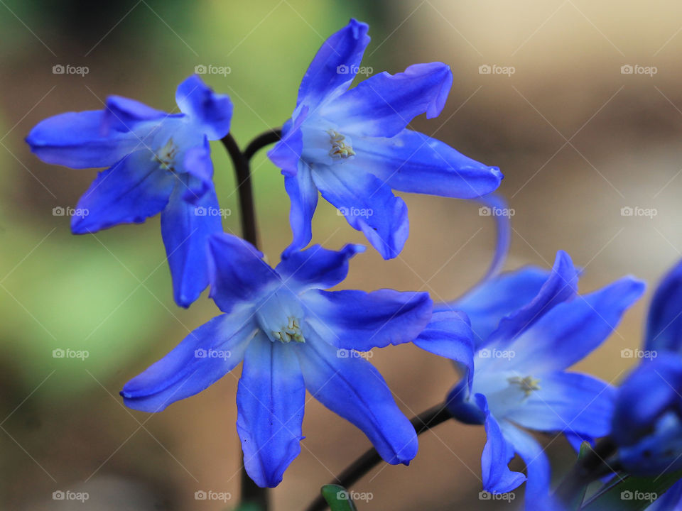 Signs of Spring. A macro shot of some beautiful blue squill flowers in my favourite garden park. 