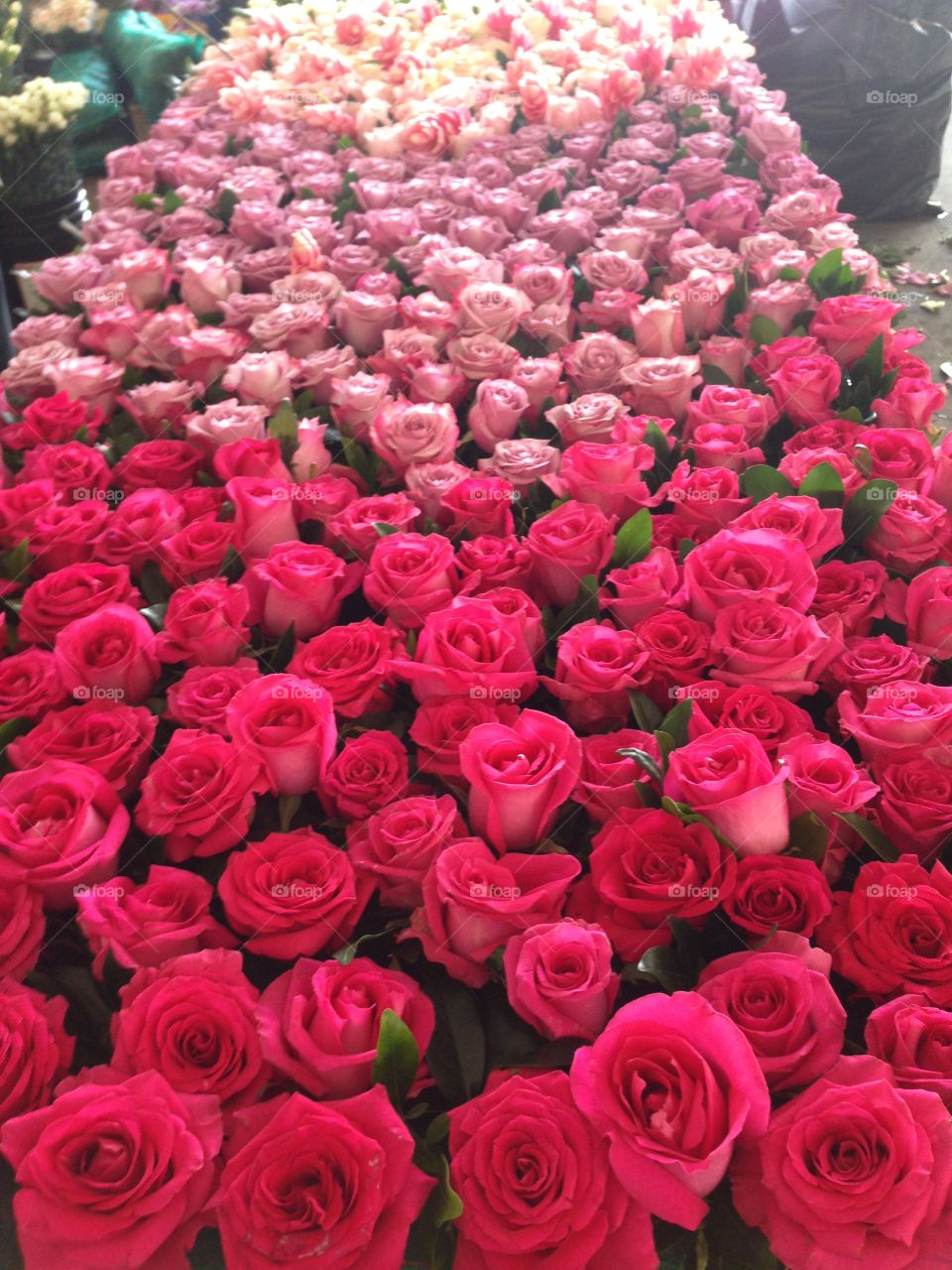 High angle view of rose flowers