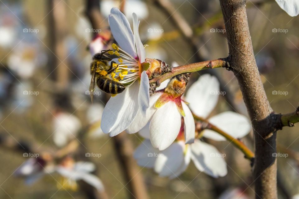 Spring flower with a bee.