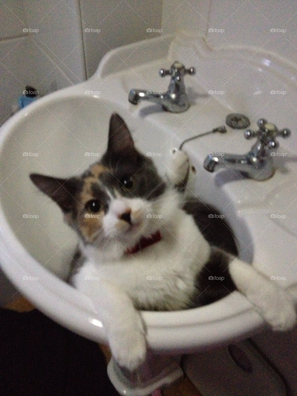 cat bathroom sink basin by drea.reilly