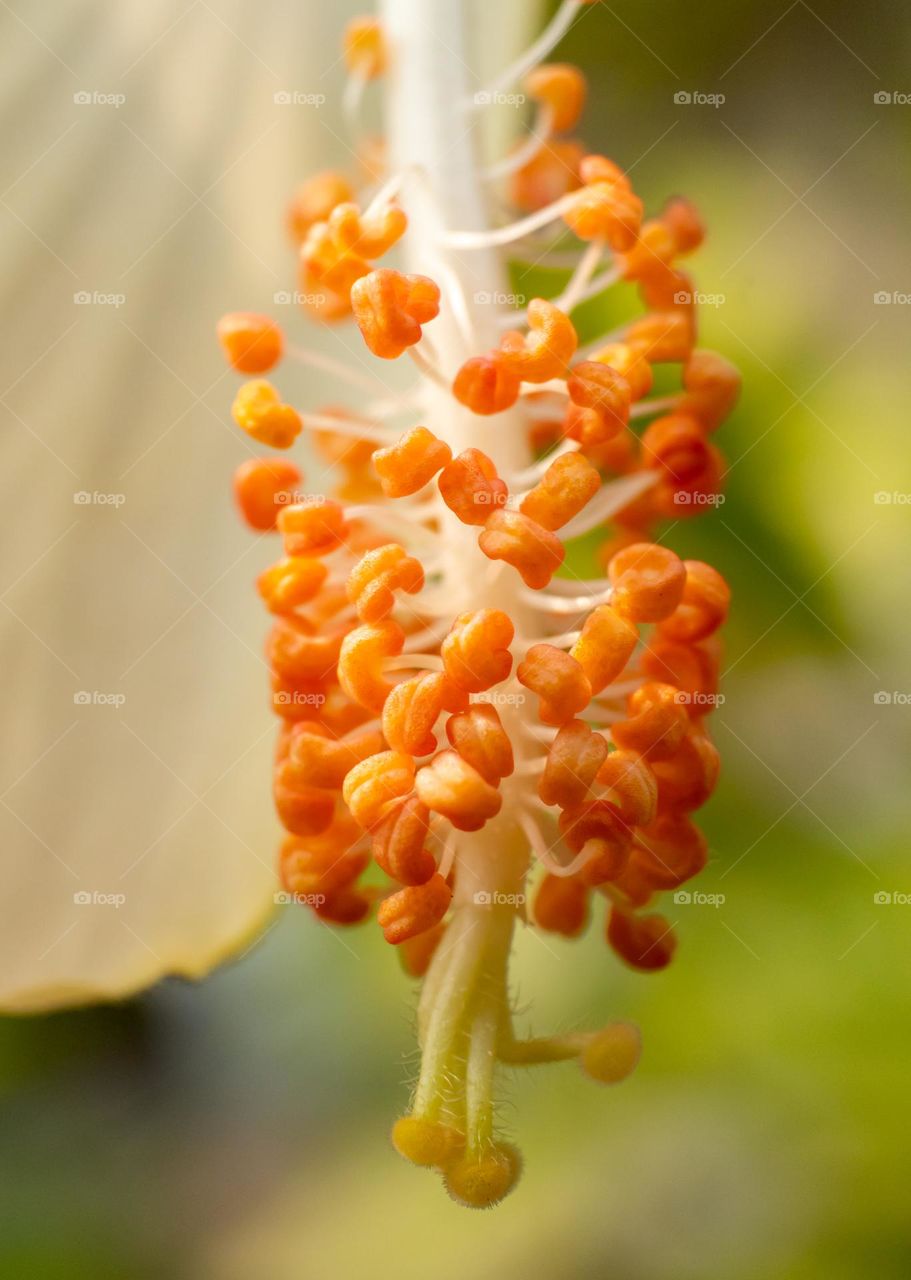 Closeup of anther of hibiscus flower