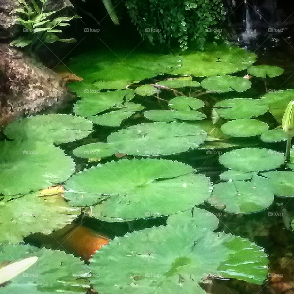 Water Lillies in a Pond