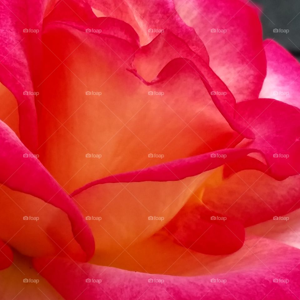 layers of pink and yellow