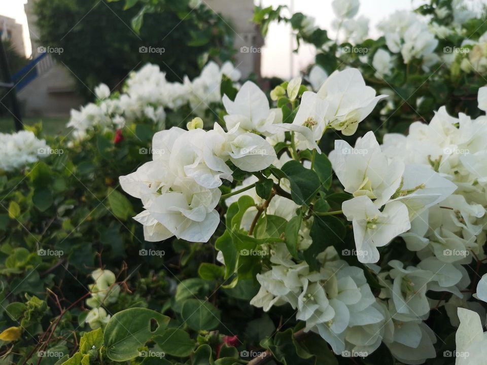 white plant