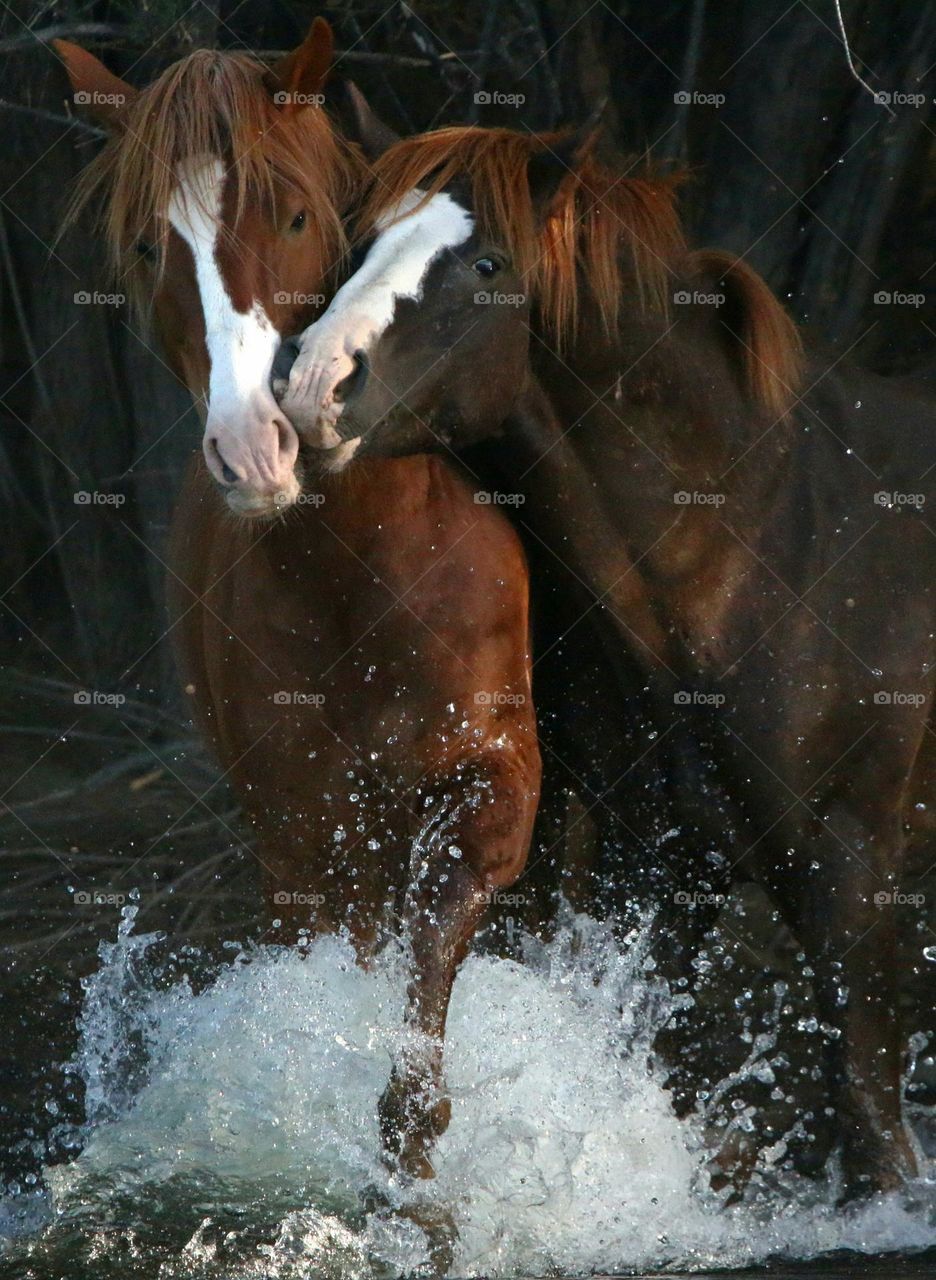 Wild Stallions at the River