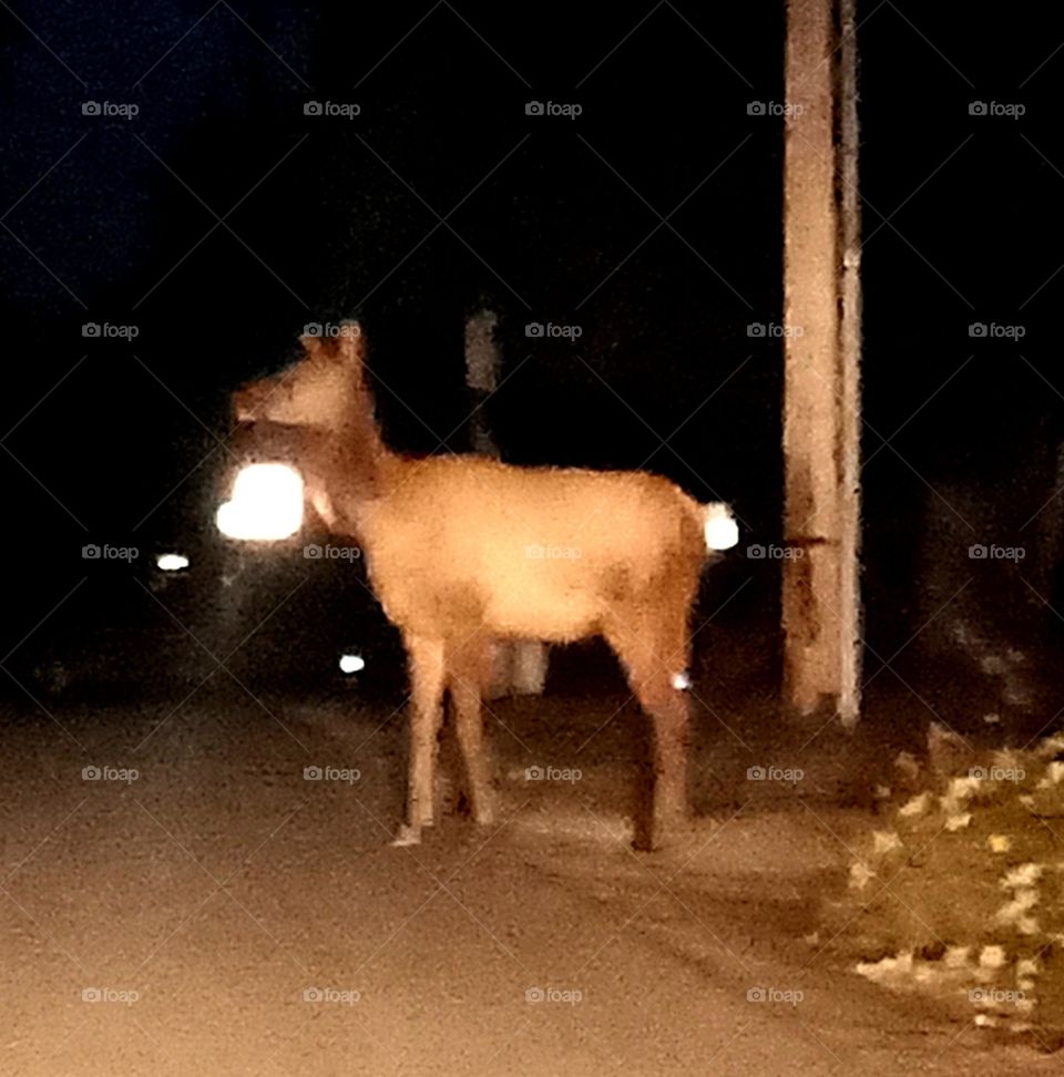 A lone cow elk crossing the road in a suburban neighborhood, stopping traffic at dusk in early fall.