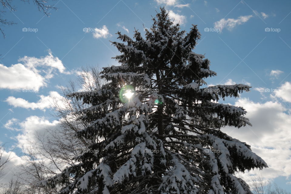 Winter, Snow, Tree, Evergreen, Pine