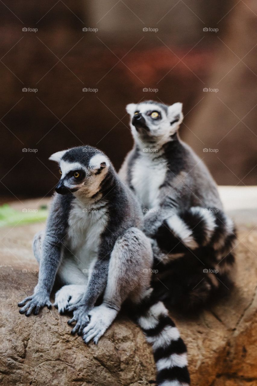 Lemurs Sitting On Log