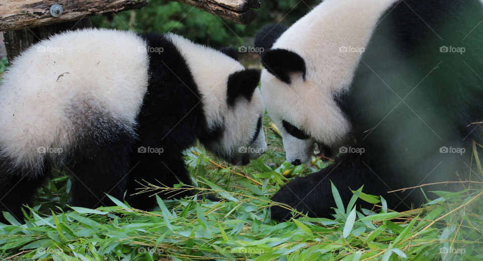 yuan meng  the baby panda of the zooparc of Beauval and his mother huan huan