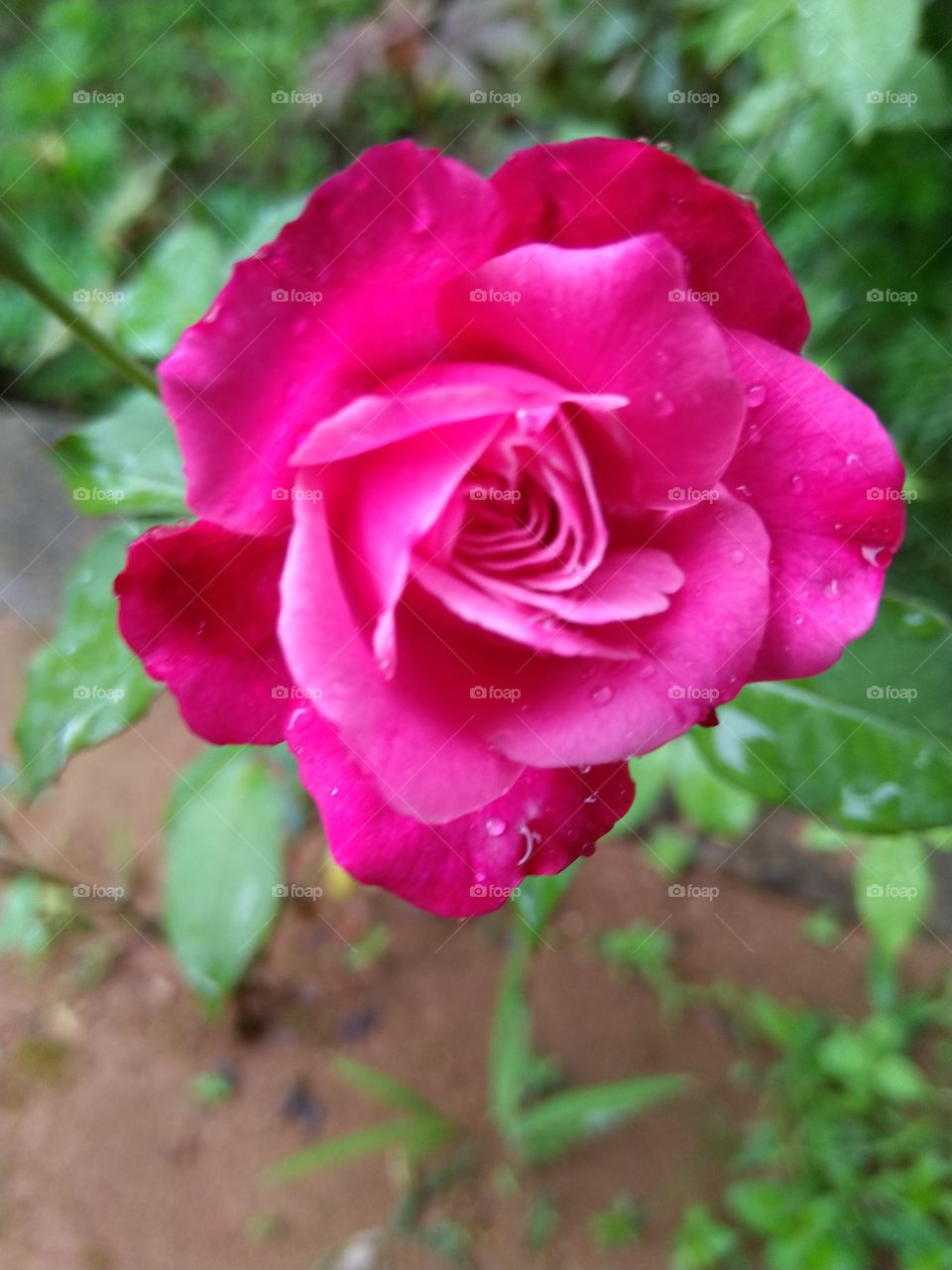 rose flower..