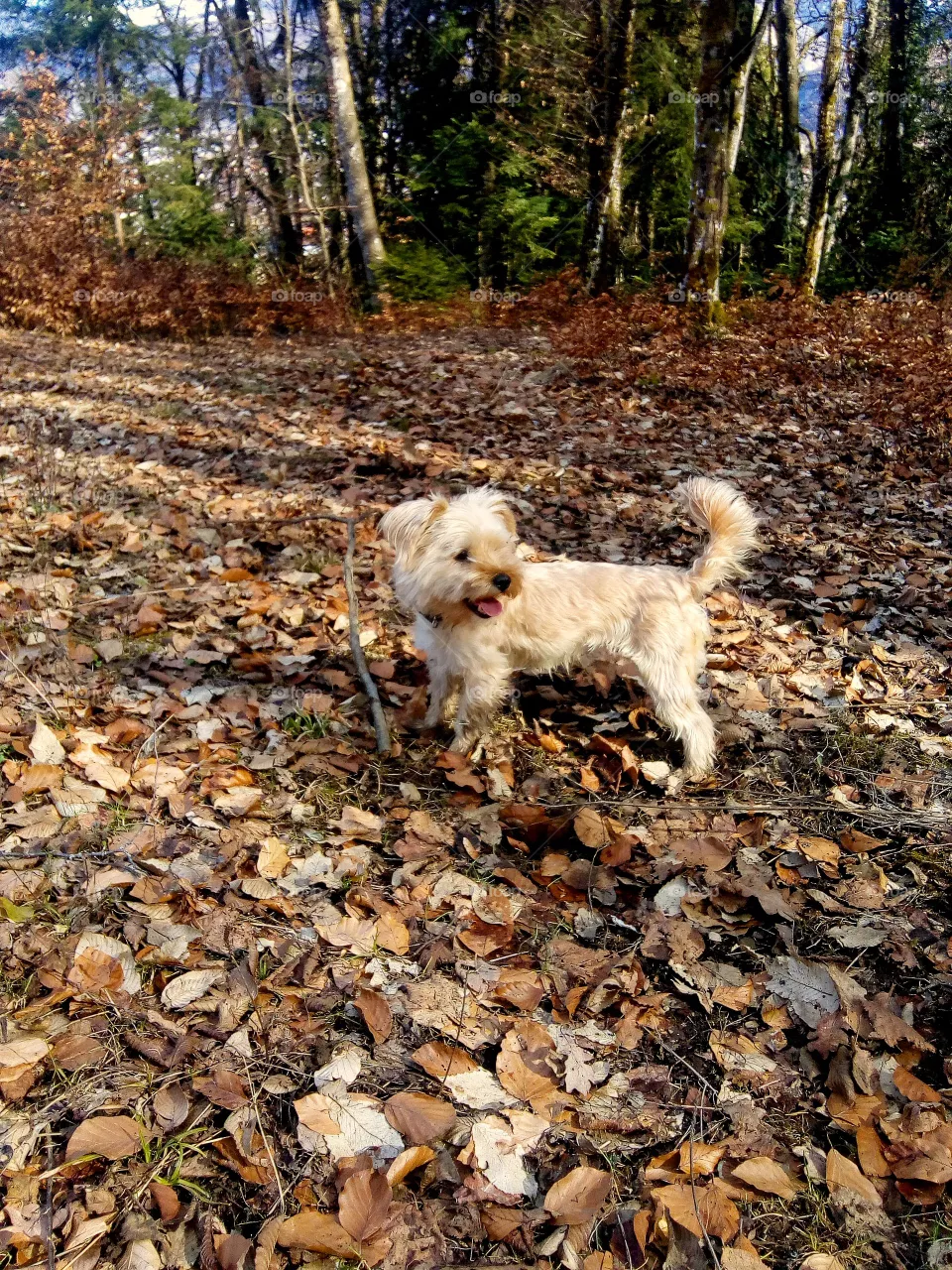 dog