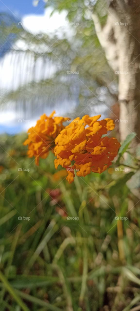 St. Mary's Herb Flower