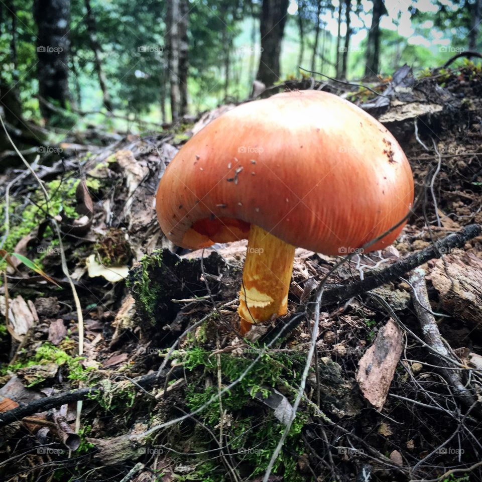 Big red mushroom.