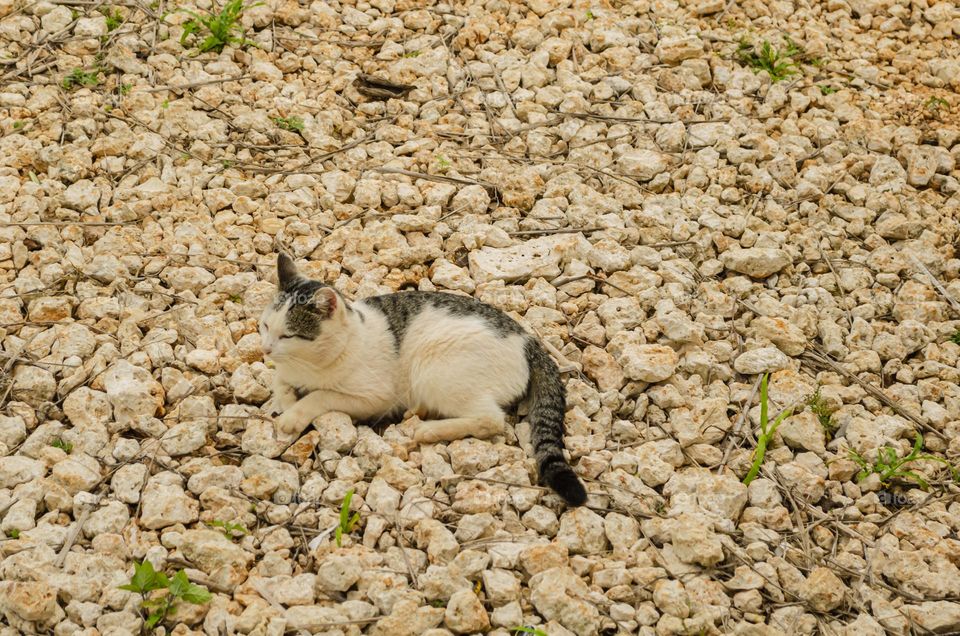 Cat On Pebble