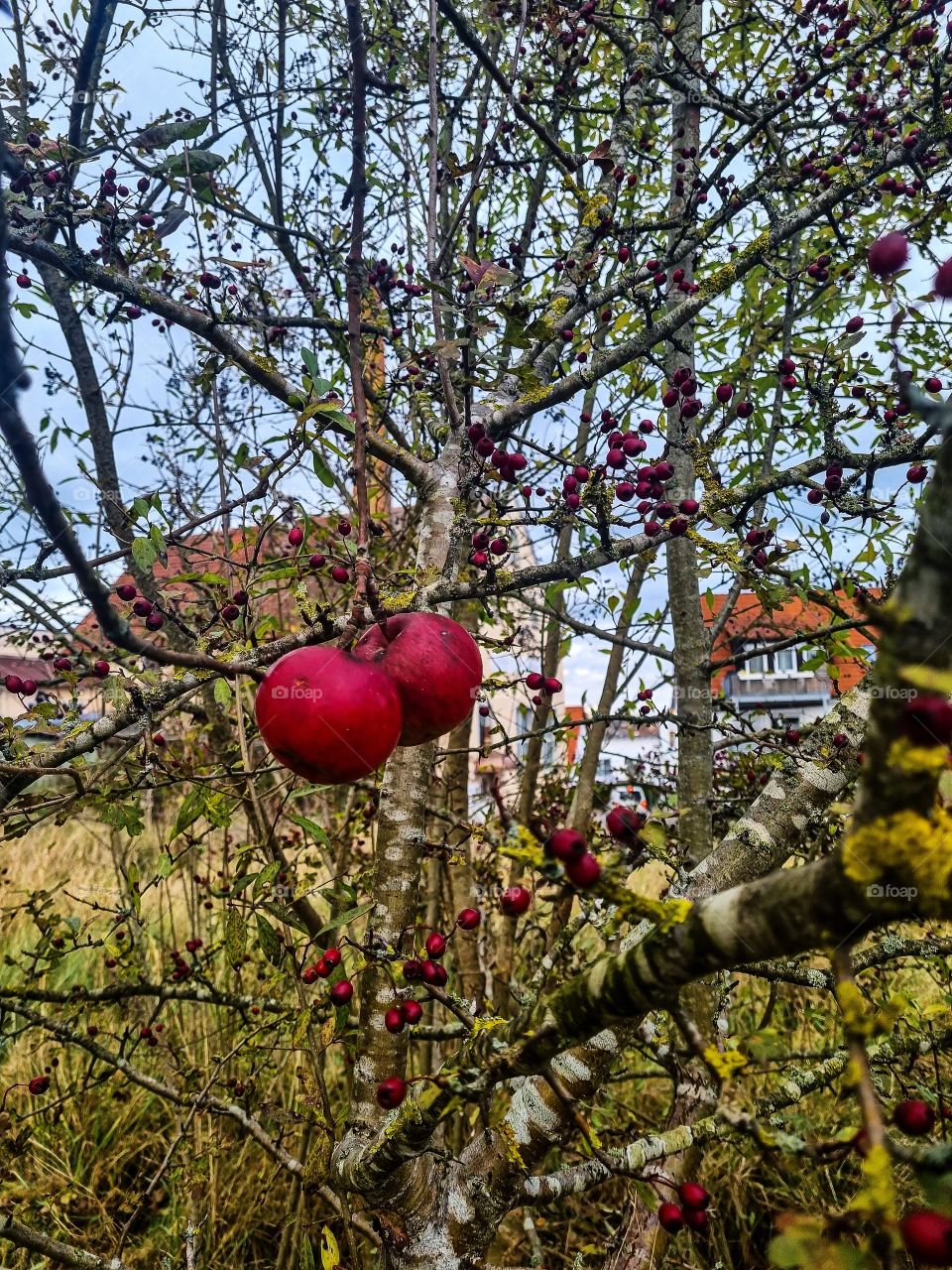 I never seen anything like this before two apples on the same little branch. Truly seeing double here. This picture really speaks to me and reminds me how amazing nature is, it also remind me of fairytale in a way. I present to you the twin apples.