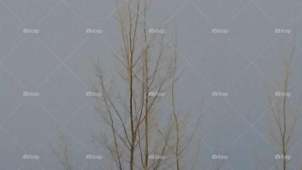 Landscape, Tree, Winter, Fog, Snow