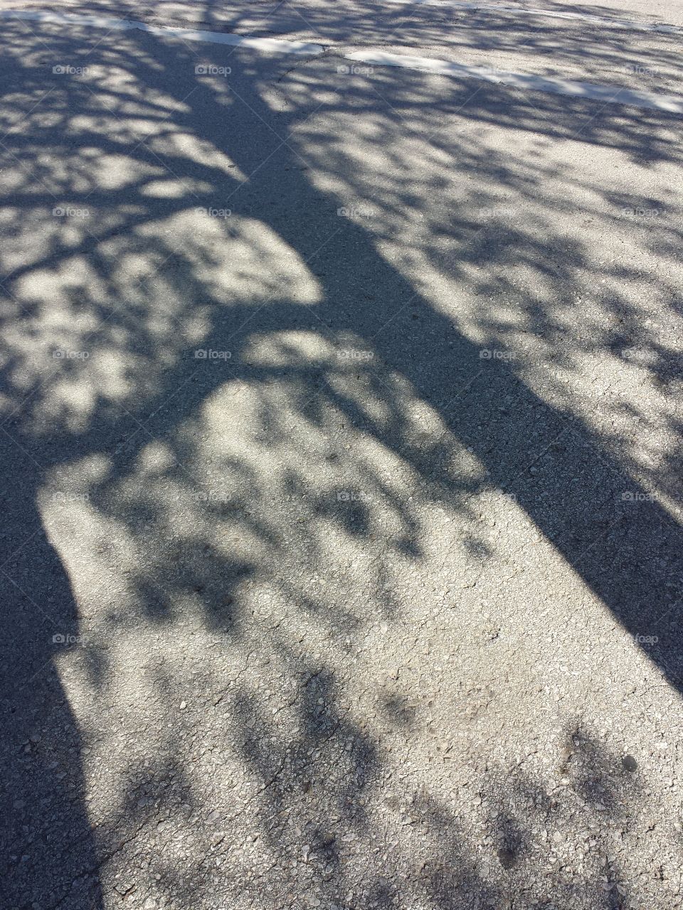 Shadow on tree