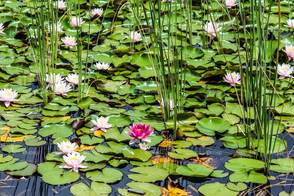 Water lilies 6