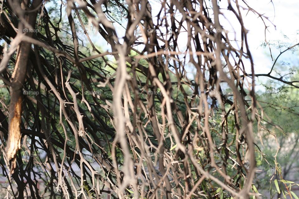 Giant thorny tree branches.