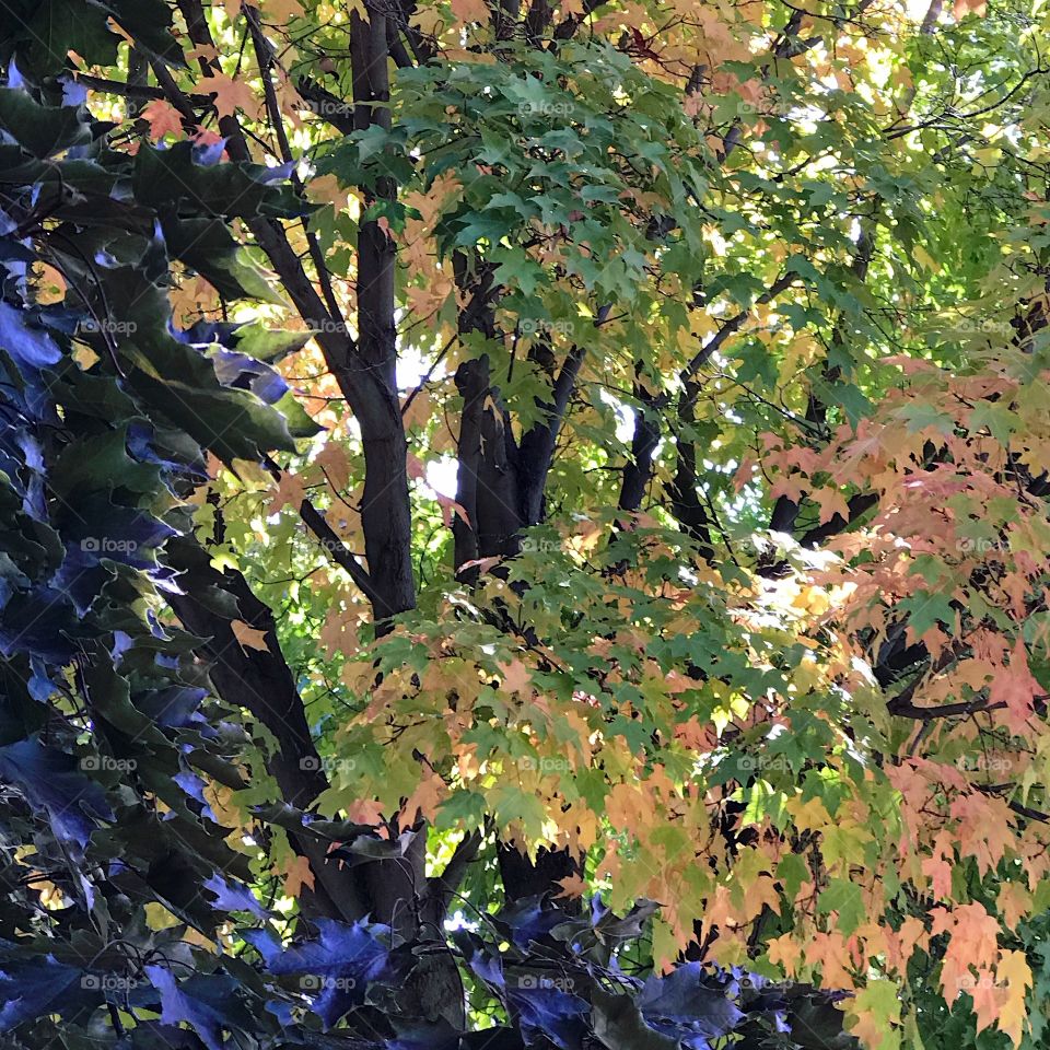 Beautiful contrast of the bright fall colors of large maple leaves on a sunny and clear fall day. 