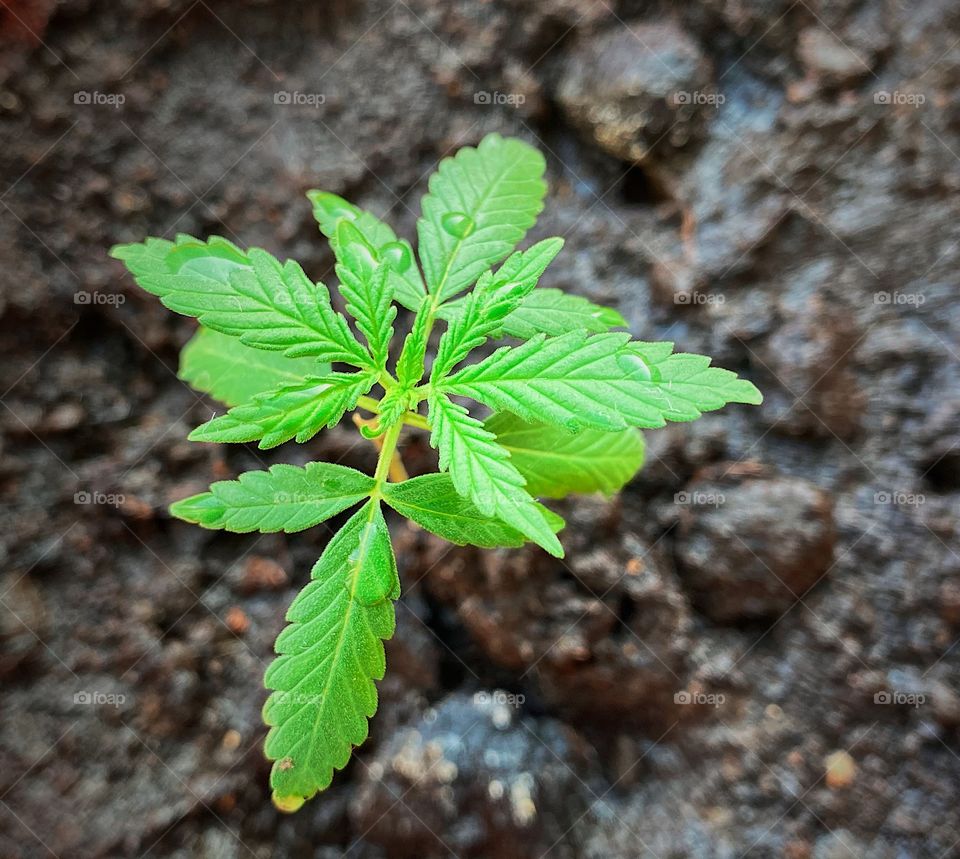 Close up of leaves marijuana