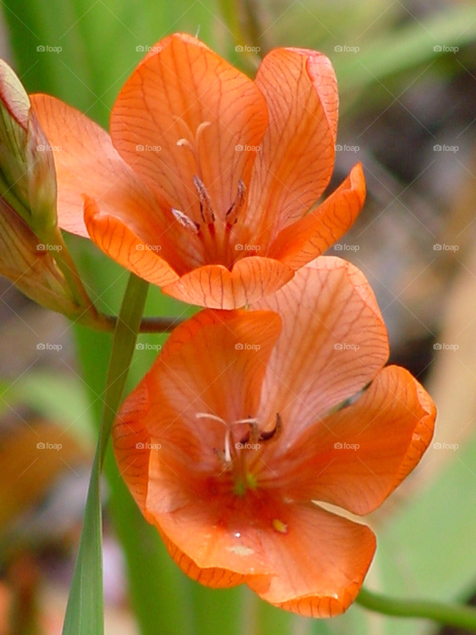 flower orange wild natural by kshapley