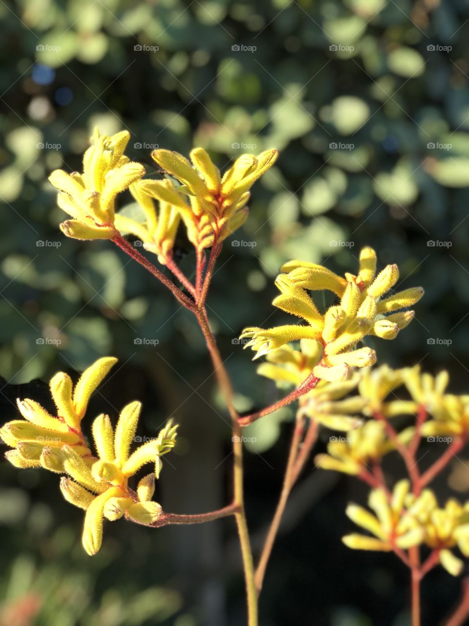 Stunning and Unique Kangaroo Paw Flower. Screensaver or Desktop and Perfect for Canvas Art.