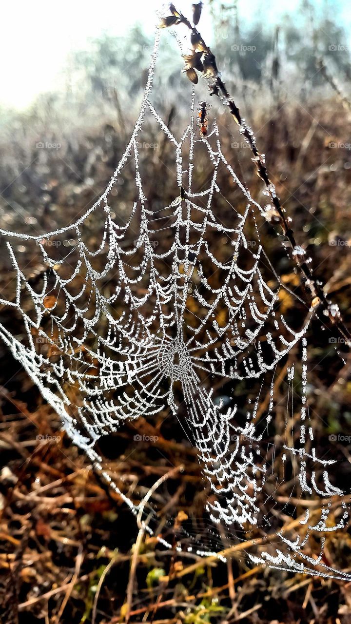 Frost on the web