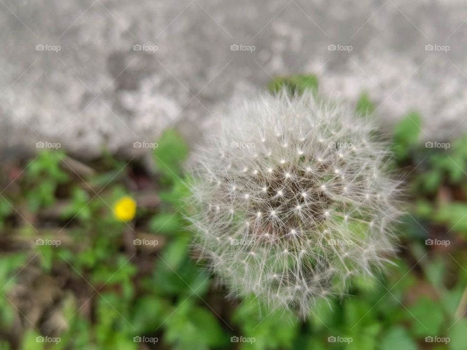 Dandelion