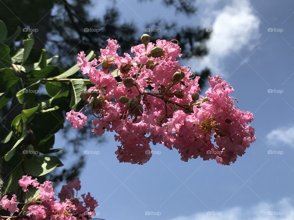 Crepe myrtle