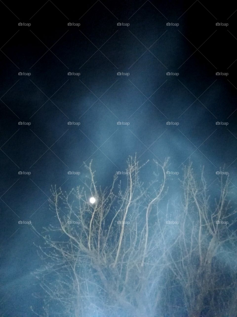 Night fog moon and tree spring