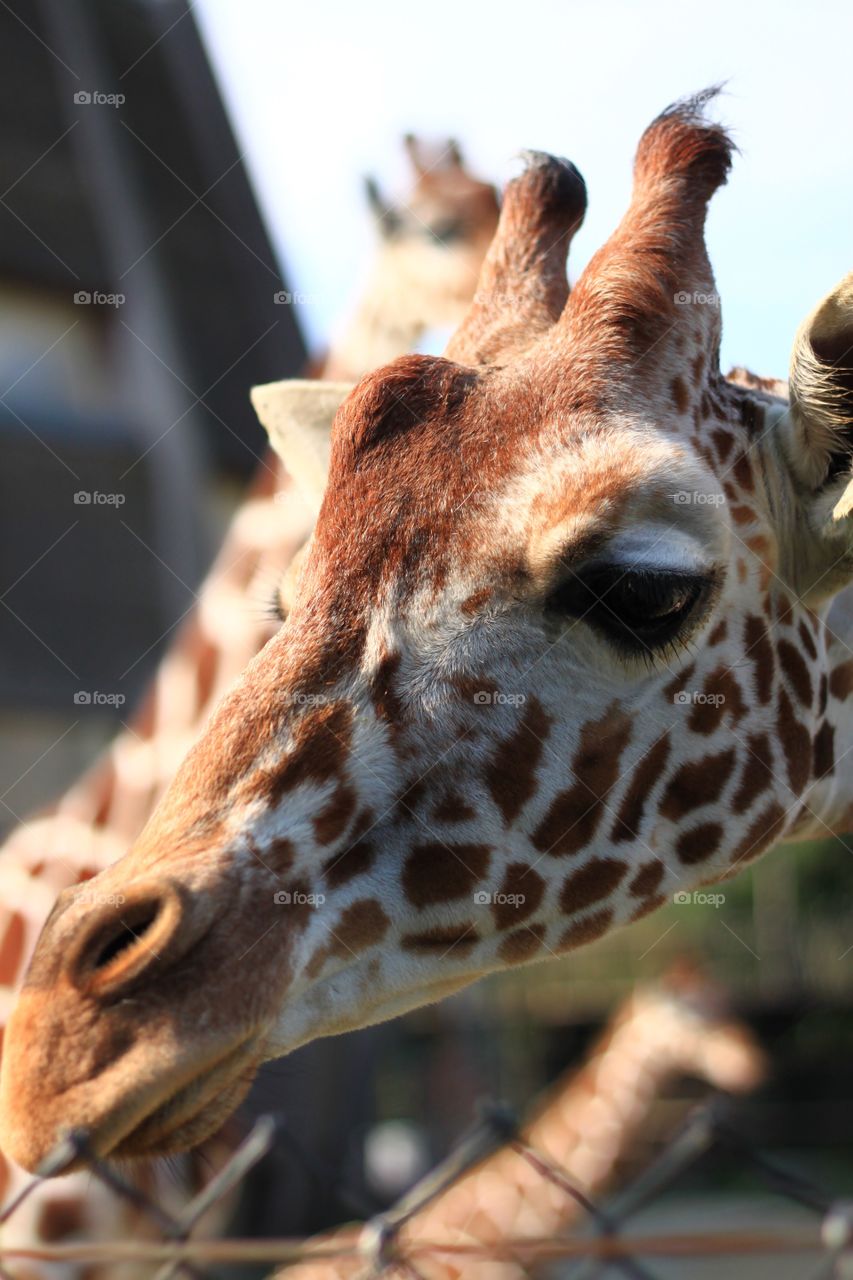 image of giraffe closeup