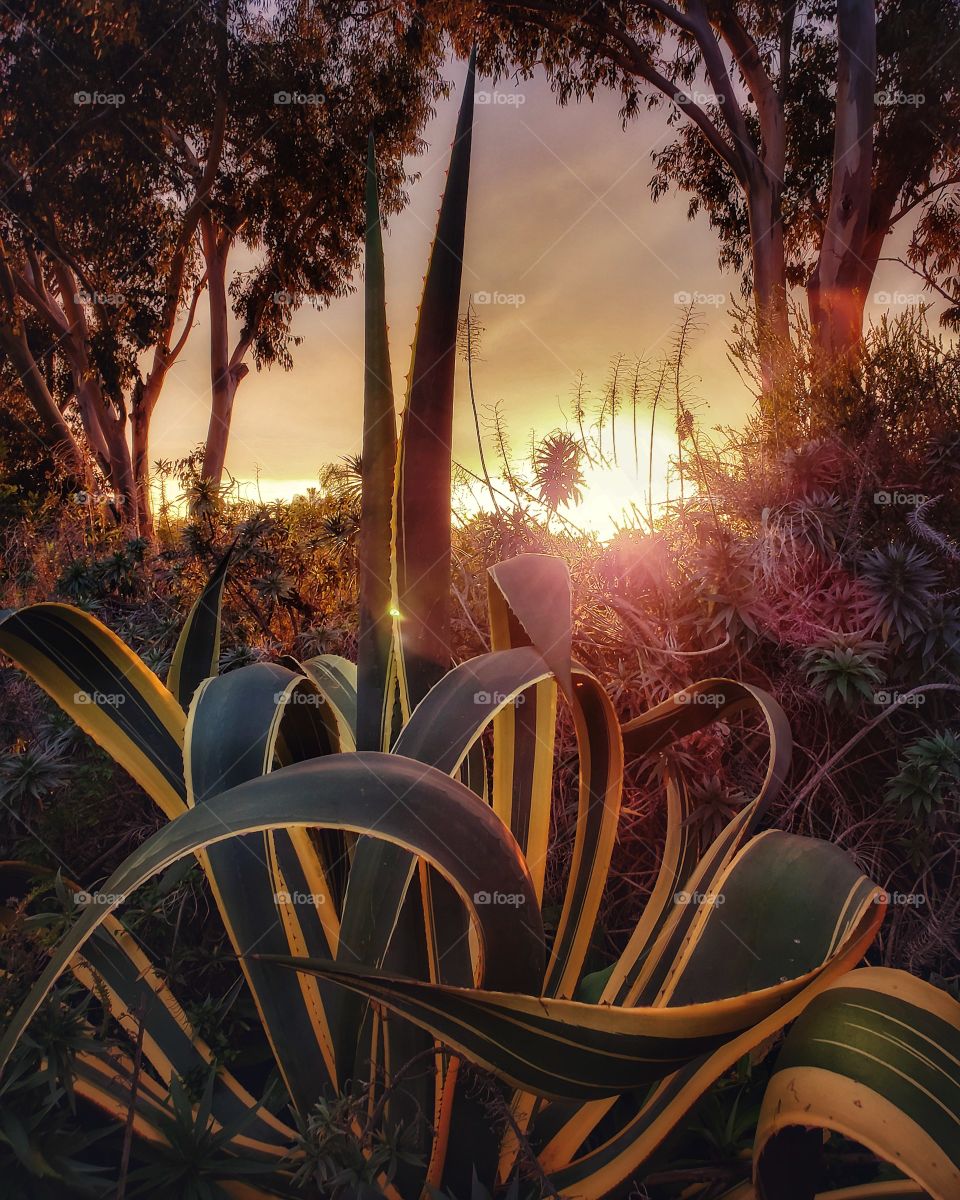 Botanic Garden Cactus sunset