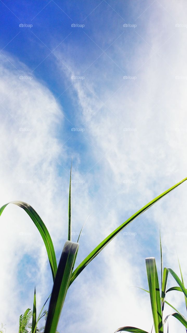 sky and grass