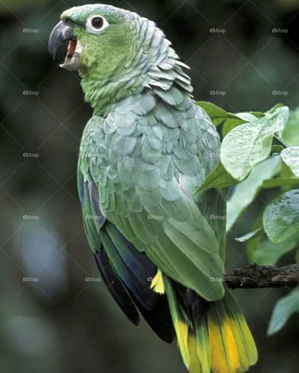 papagaio brasileira